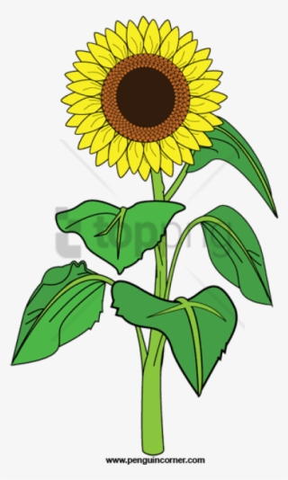 Free Png Sunflower Clipart Png Png Image With Transparent - Clip Art Of Sunflower