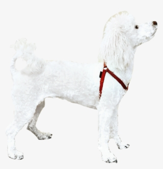 Poodle Dog White Petsandanimals Cute - Companion Dog