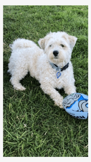 Photo Of Alfie ~ Poodle X - Companion Dog