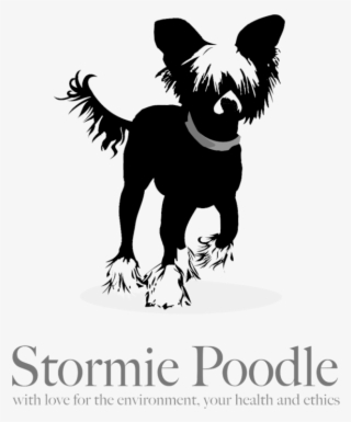 Stormie Poodle - Chinese Crested Dog