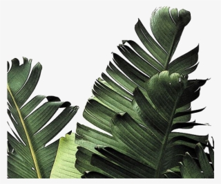Tropical Leaves Wallpaper Iphone