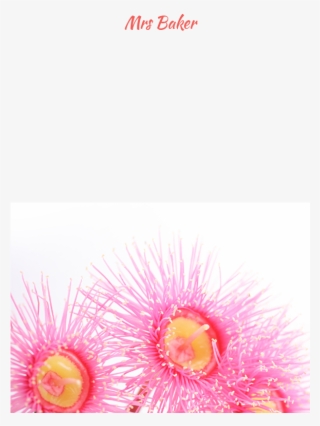 Pink Eucalyptus - Blossom