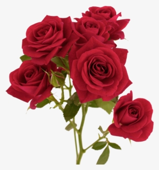 Rose Png, Download Png Image With Transparent Background, - Rose Red Flower Colour