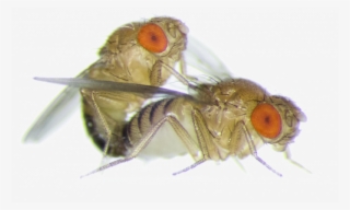 Frisky Female Fruit Flies Become More Aggressive Towards - Fruit Fly