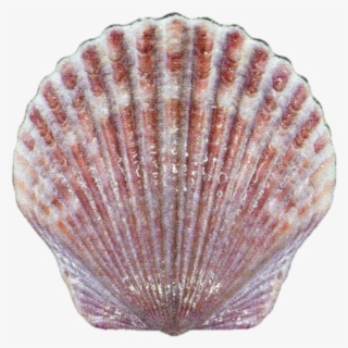 2019 10 Gram Fiji Castaway Collection Seashell 999 - Sea Shell