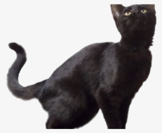 Black Cat Clipart Translucent - Transparent Background Cat Png Transparent