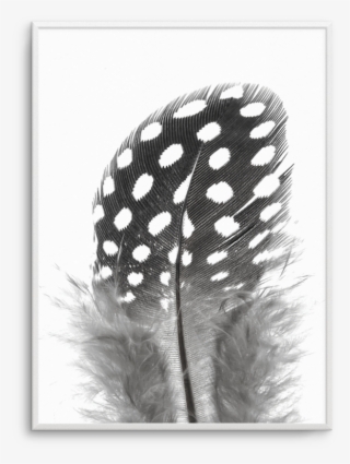 spotted feather