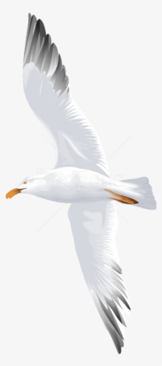 Free Png Download Seagull Flying Png Images Background - Water Bird