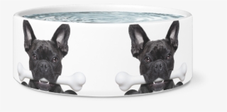 frenchie with a bone dog bowl - french bulldog