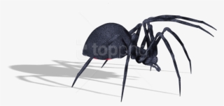 Download Spider Clipart Png Photo - Blister Beetles