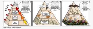 Ecological Pyramids - Energy Pyramid With Chicken