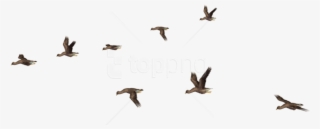Free Png Images - Png Bird Migration Icon