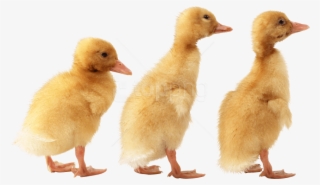 Free Png Duck Png Images Transparent - Ducklings Png