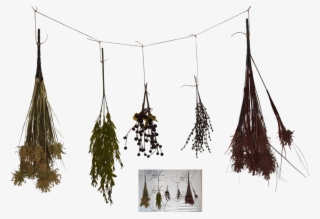 Herbs Png - Dried Herbs 3d Model Free