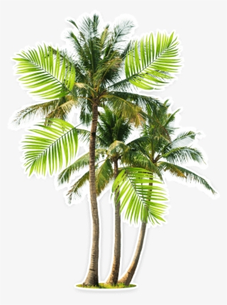 Beach - Attalea Speciosa Babassu Palm