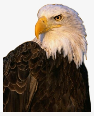 Aguila Sticker - Eagle