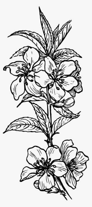 Black And White Plant Images Images Pictures - Plant Line Art