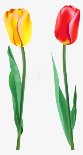 Free Png Spring Tulips Png Images Transparent - Tulips Png