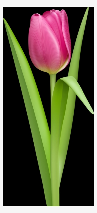 Tulip, Free Pngs - Sprenger's Tulip