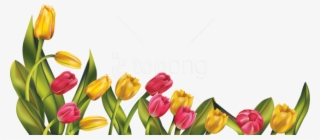 Free Png Download Tulip Png Images Background Png Images - Tulip Png