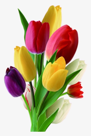 Netherlands Flower Nosegay Multicolor Transprent Png - Multicolor Tulips