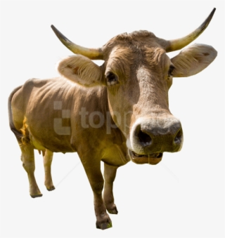 Free Png Download Male Cow Standing Png Images Background - Homme Qui A De Sida