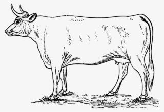 Animal, Cow, Farm, Farmyard, Field, Mammal - Gambar Sapi Kartun Hitam Putih