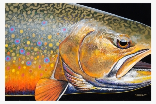 The Vivid Colors Of A Dramatic Closeup Of A Brook Trout - Trout