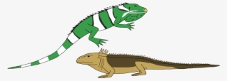 Iguana Clipart Real - Chameleon