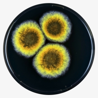 Aspergillus Cibarius Yes - Circle