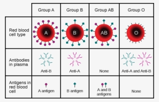 Http - //upload - Wikimedia - Blood Type - Svg/824px-abo - Different Blood Types