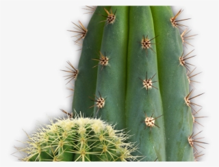 Cactus Clipart San Pedro - Cactus