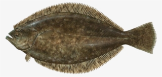 Flounder - Flat Fish With Eyes On Same Side