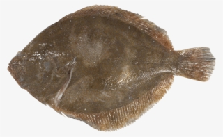 Sole