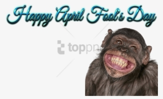 Free Png Download Happy Birthday Funny Smile Png Images - Happy Birthday Monkey Funny