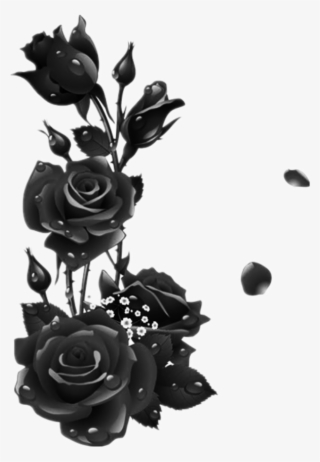 #roses #black #rose #leaves #garden #drops - Flower Frame Png Free Download