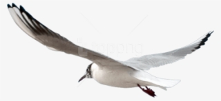 Free Png Download Gull Png Images Background Png Images - Seagull Psd