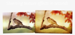 2 Lil Owls Texture Bundle - Backyard Birds Mini Wall Calendar 2016 16 Month Calendar