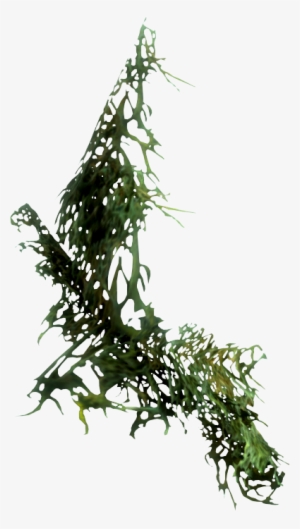 Moss Drawing Transparent - Transparent Moss Png