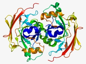 Fumarylacetoacetate Hydrolase Enzyme