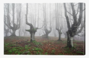 Paisajes De Bosques Tenebrosos