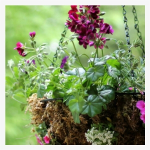 Sphagnum Moss Adds Star Power To Your Hanging Baskets - Hanging Planter Rustic