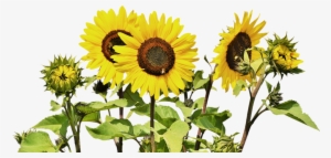 Sunflower Bunch - Common Sunflower