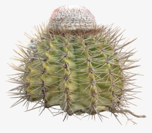 Png Cactus Texture - Cactus