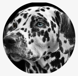 Dalmatians Dog Animal Head - Animal Portraits Black And White