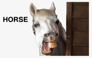 Http - //i - Imgur - Com/flomrho - Horse Teeth Smile