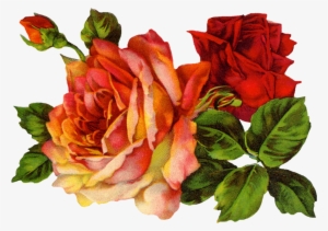 Perfumed Schumann Der Rose Pilgerfahrt - Red Roses Vintage Png