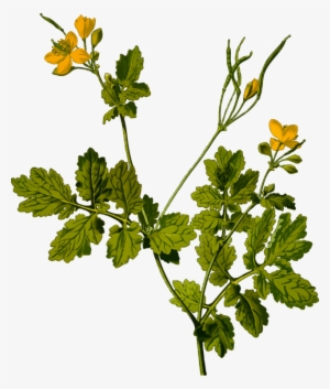 Herbal Tea Medicinal Plants Flower Parsley - Greater Celandine Png
