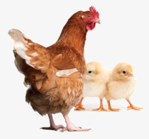 Hen Png Clipart - Chicken Manual By Laurence Beeken