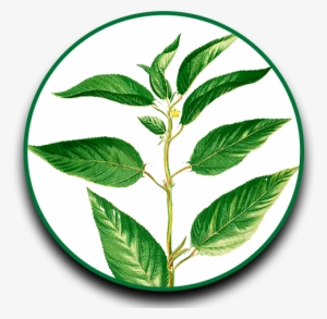 Herbs Clipart Dahon - Dahon Ng Sili